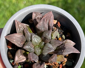 Korean import Haworthia magnifica v.atrofusca