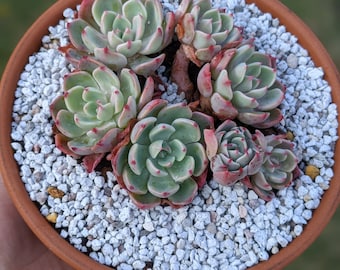 Ready to use--Natural pumice for planting