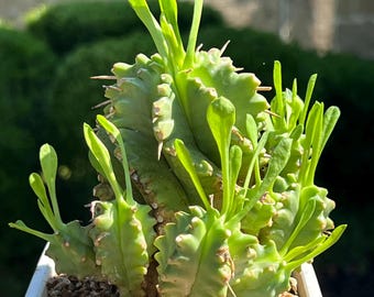 Euphorbia spiral cluster Korean import