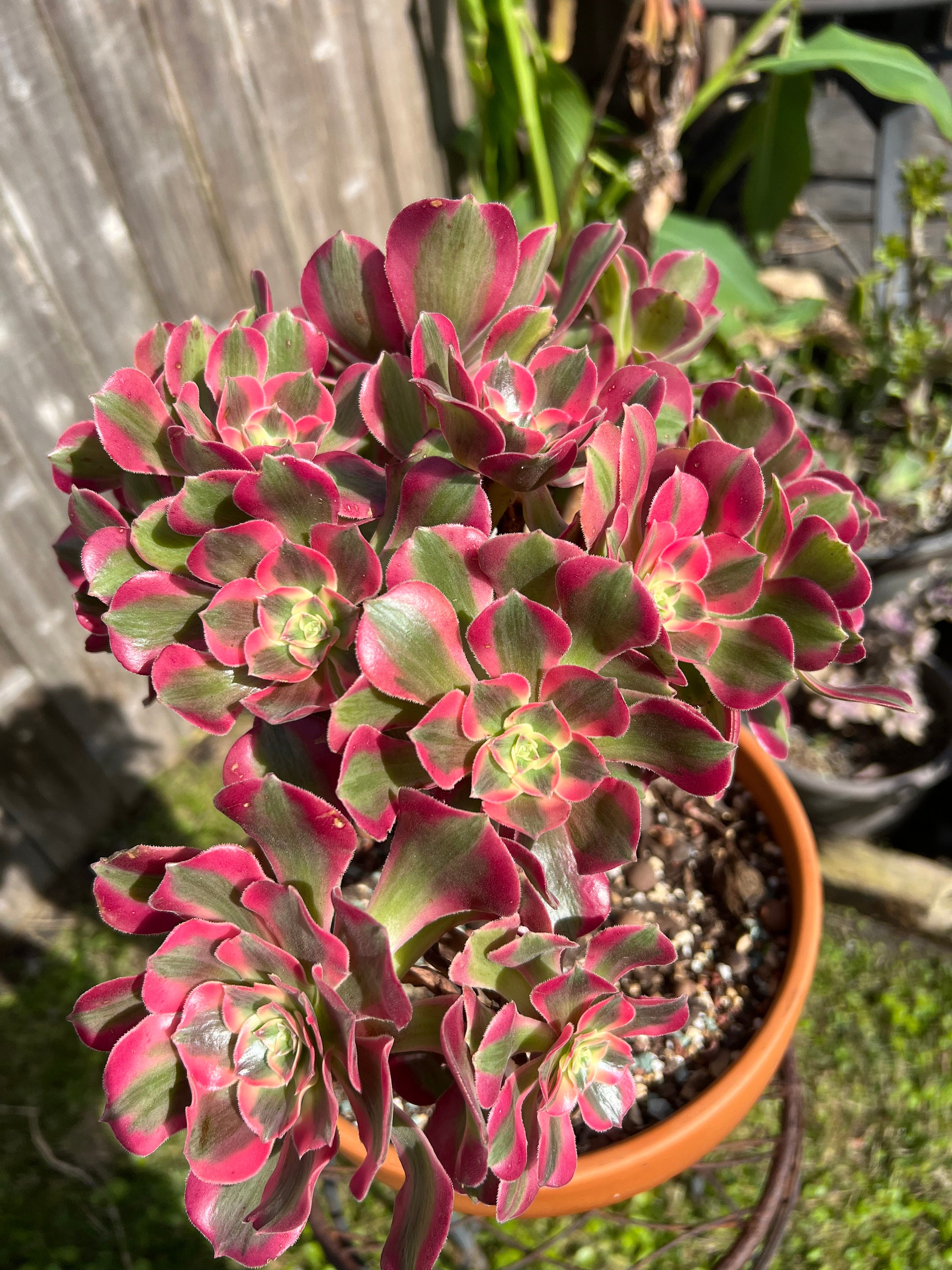 Aeonium Pink Lady (not Pink Witch) Big Cluster Imported - Etsy