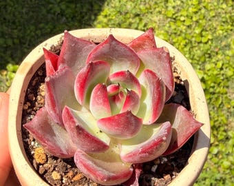 Beautiful Echeveria purple line Korean import 2.5”