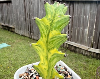 Variegated 5" tall Euphorbia trigona 'African Milk Tree' Cactus