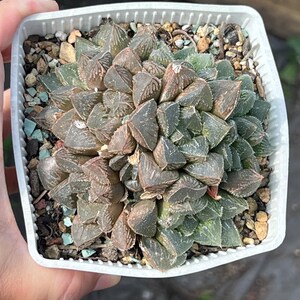 healthy Haworthia cluster imported