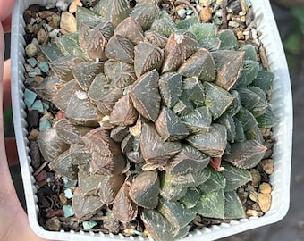healthy Haworthia cluster imported