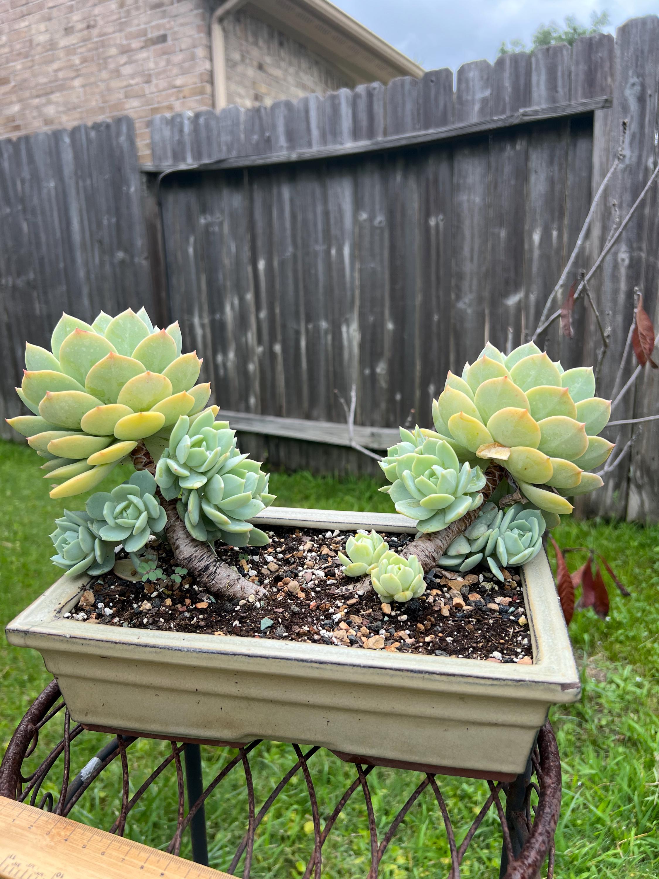 Large Double head Echeveria lovely song Korean import