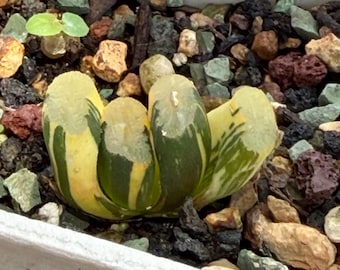 Variegated Haworthia sp