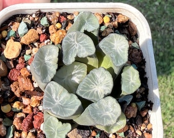 Haworthia sp Korean import 3"