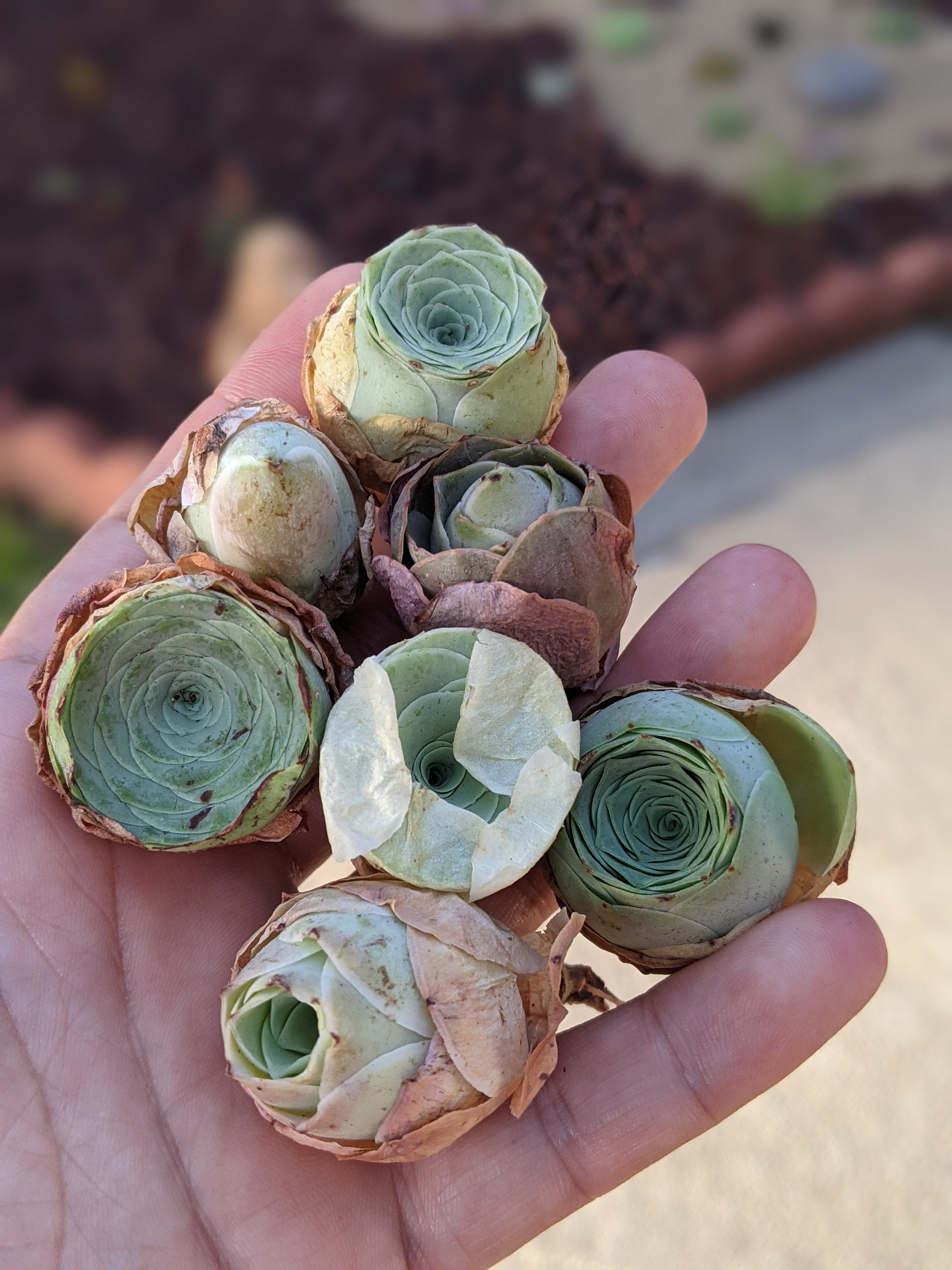 Greenovia  mountain rose, mixed kinds, imported