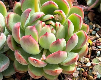 Beautiful-Echeveria red bean Korean import 3"