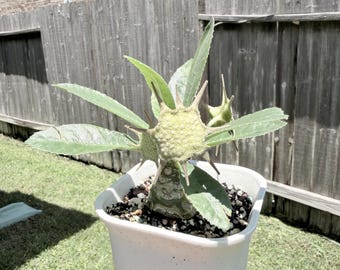 Weird Plant Dorstenia foetida Korean import