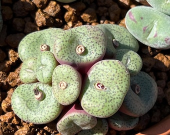 Rare succulent - Conophytum obcordellum Korean import