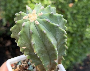 Ferocactus Glaucescens Inermis Cactus 5" tall