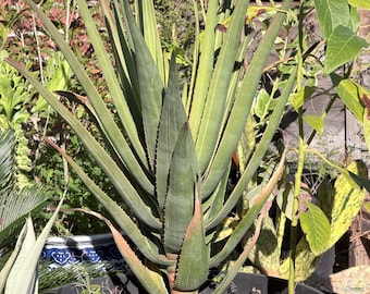 Large Variegated Aloe Hercules