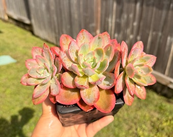 Triple heads Variegated Echeveria pink Bella Korean import