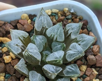 Haworthia love heart 2", imported