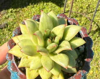 Echeveria rose imported 3"
