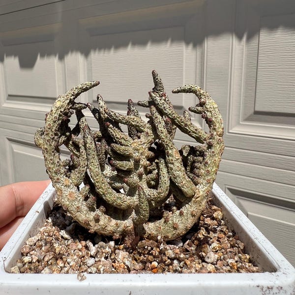 Rare Tylecodon buchholzianus 4" Korean import