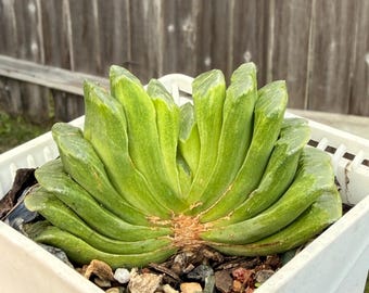 Haworthia Truncata imported from South Korea