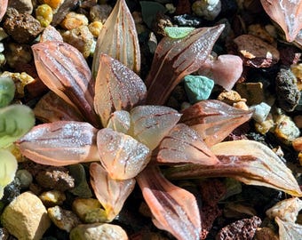 Korean import Haworthia sp variegated