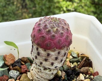 Sulcorebutia Rauschii f. Violacidermis Purple Colorful Cluster Cactus/Succulent Plant Imported