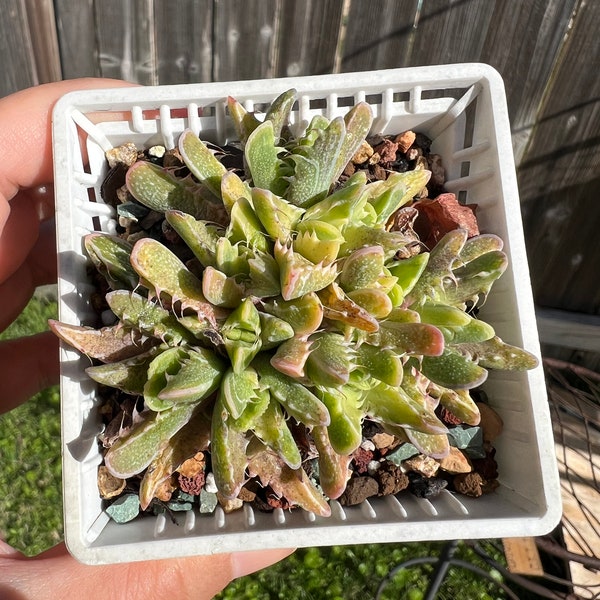 Variegated Faucaria tigrina 3” Korean import