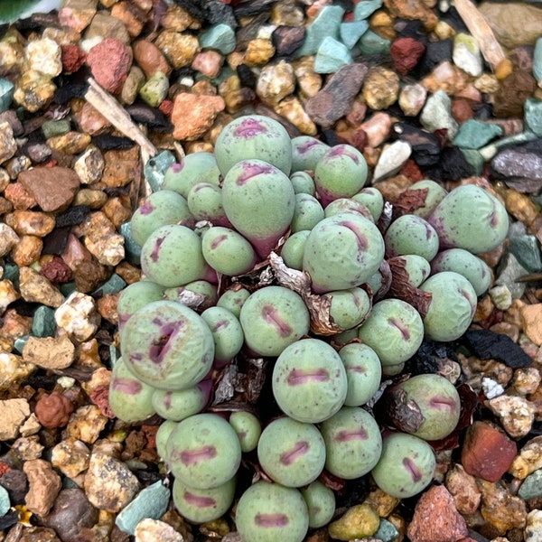 Rare succulent - conophytum vanzylii cluster  >50 heads Korean import 2.5"