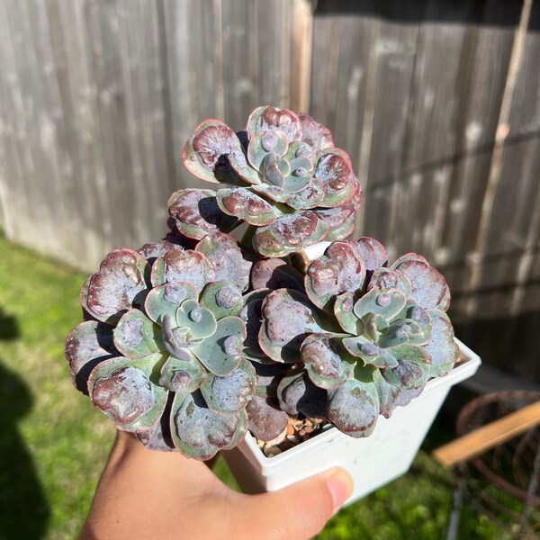 Echeveria Heart's Delight cluster imported from South Korea