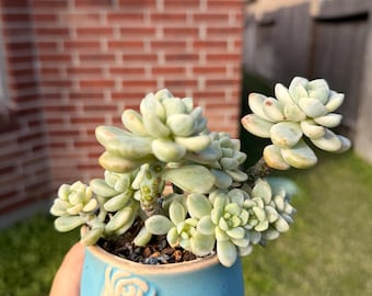 variegated Sedum clavatum Korean import
