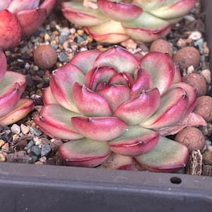 Large Echeveria 'Mont Blanc' agavoides Korean import 3"