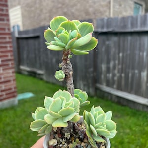 Korean import Echeveria peach pride cluster, variegated
