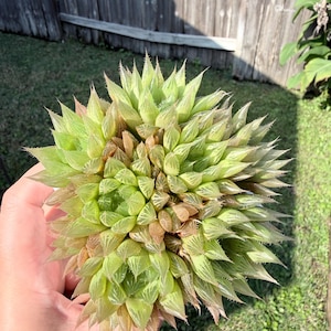 EXACT Plant - Haworthia cluster 4&quot;