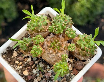 Euphorbia Cocklebur cluster Korean import