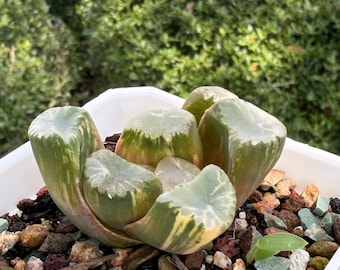 Korean import Haworthia sp variegated