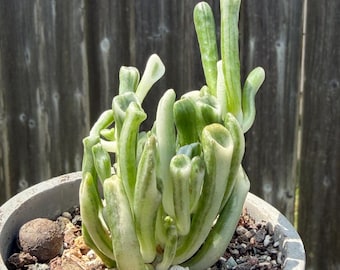 Small Crassula Obliqua Gollum Variegated Imported from Korea