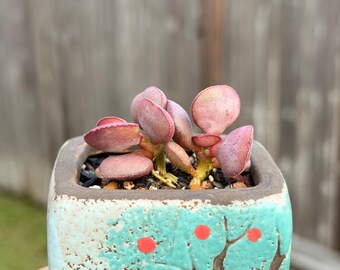 Rare Adromischus marianiae'hallii' with  Korean import 2"