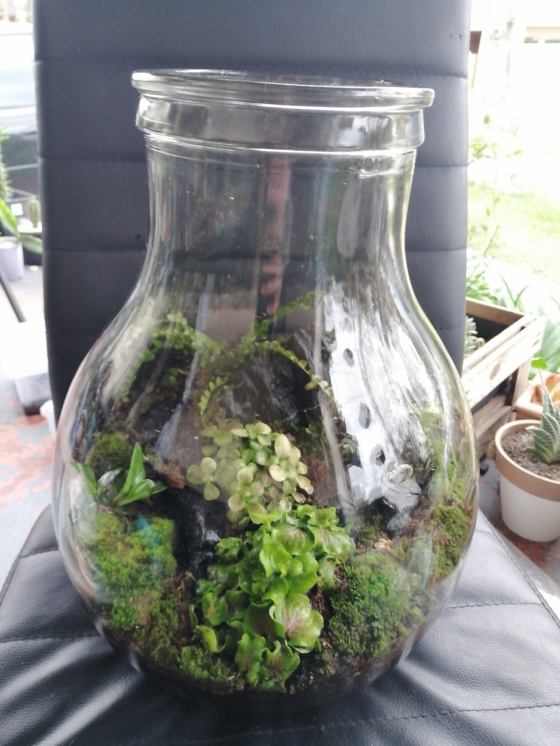 Terrarium in a XXL Demijohn SOLD Etsy