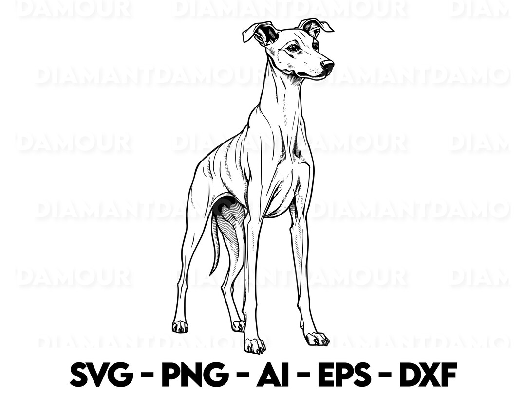 Whippet Svg Dog Svg Whippet Silhouette Whippet Outline Png - Etsy