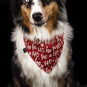 May include: A tri-color Australian Shepherd dog with one blue eye and one brown eye, wearing a red bandana with white "HO HO HO" text. The dog is posed in front of a black background with Christmas decorations.