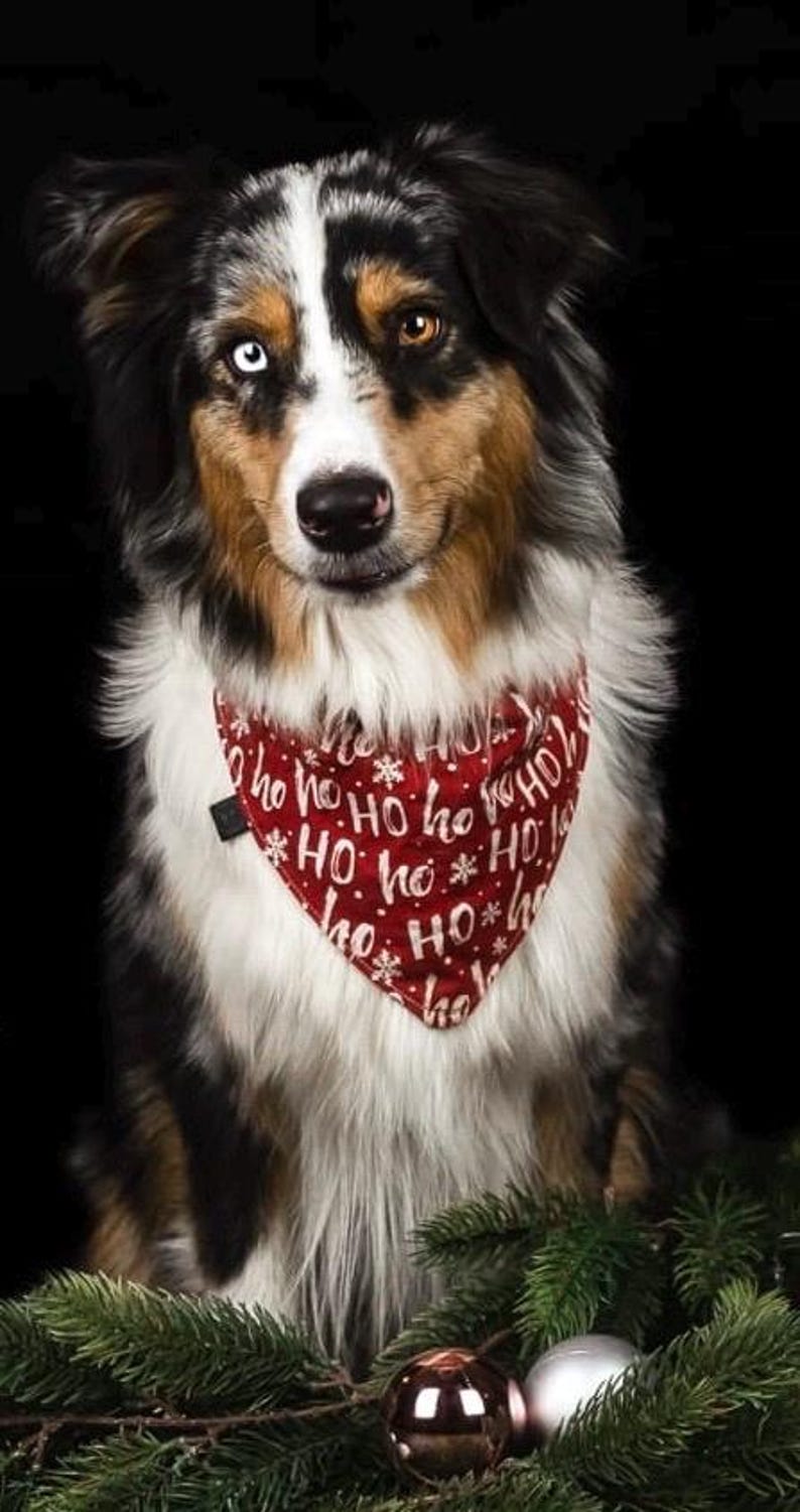 May include: A tri-color Australian Shepherd dog with one blue eye and one brown eye, wearing a red bandana with white "HO HO HO" text. The dog is posed in front of a black background with Christmas decorations.