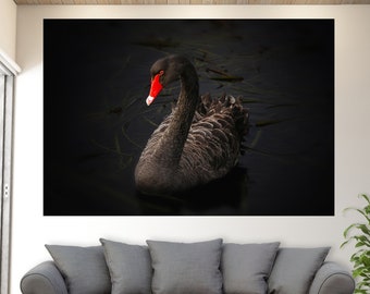 Black Swan Canvas Art, Swan Canvas Print, Swan Wall Art, Black Swan Print