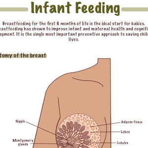 Pode incluir: Diagrama de uma mama mostrando as diferentes partes, incluindo o mamilo, as glândulas de Montgomery, os lobos, os lóbulos e o tecido adiposo. O texto "Anatomia da mama" está no topo da imagem.