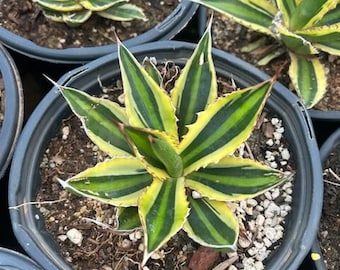 Quad Color Agave