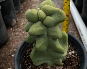 Totem pole (Major) cactus