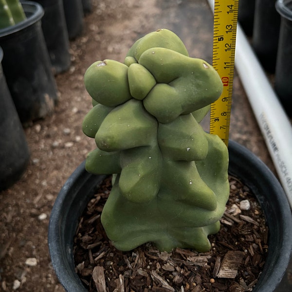 Totem pole (Major) cactus