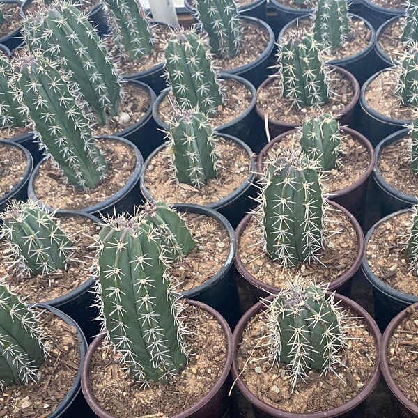 Mexican Organ Pipe cactus