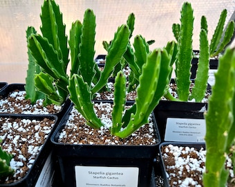 Stapelia gigantea Starfish Cactus