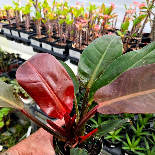 Philodendron selloum  'Sun Red'