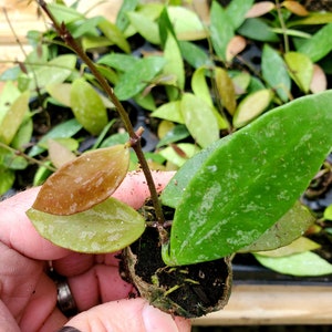 Hoya gracilis ROOTED PLUG