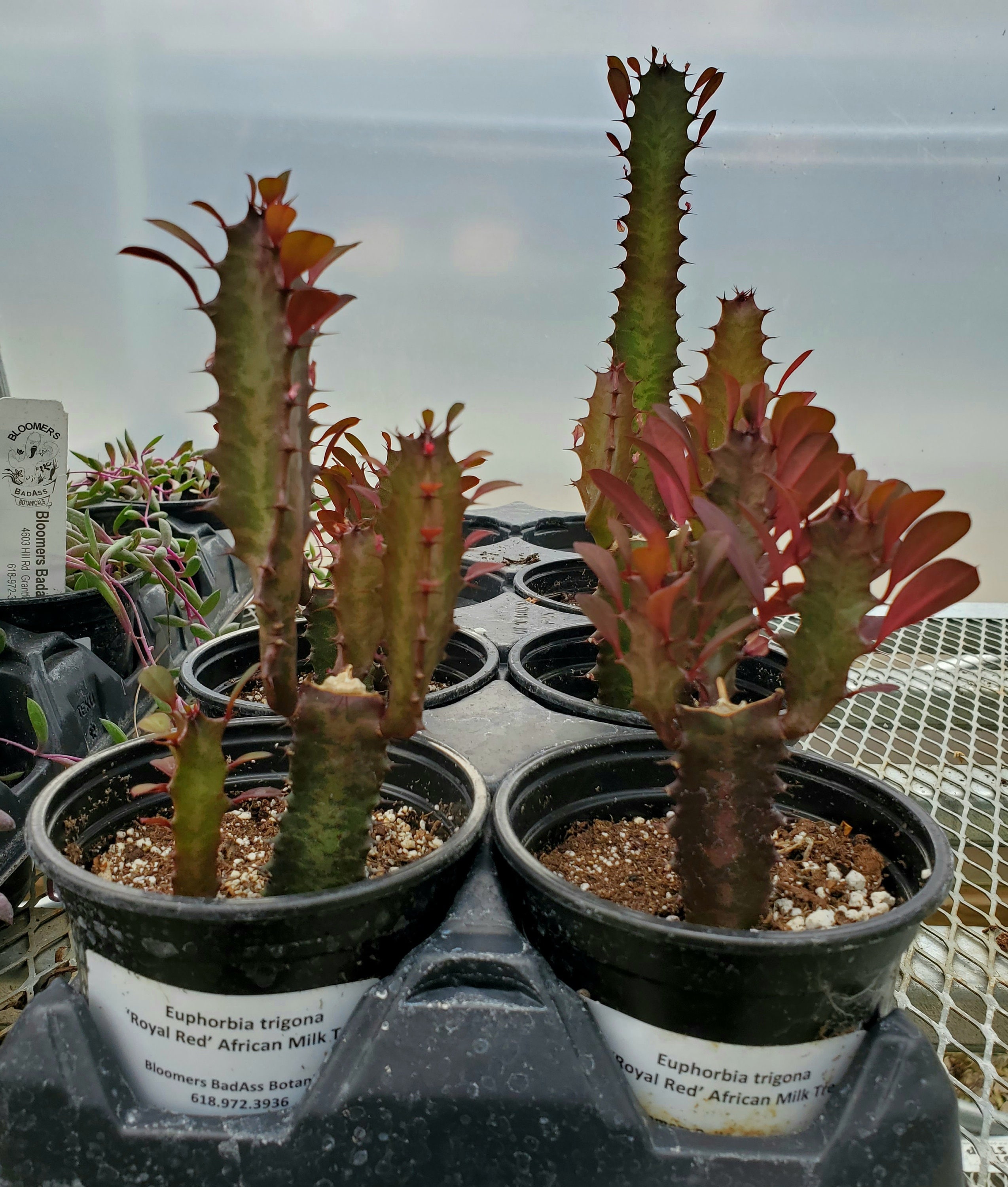 Milk‐tree♡ Euphorbia Trigona 'royal Red' Royal Red African Milk Tree - Etsy