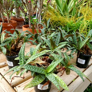 Ledebouria socialis